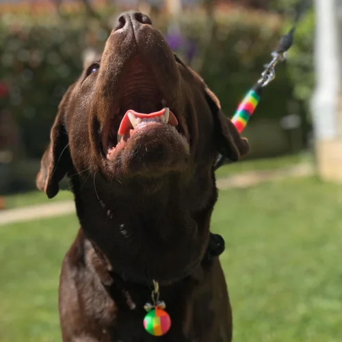 Petswuu - Ayarlanabilir Boğma Köpek Eğitim Antreman İtaat Boyun Tasması