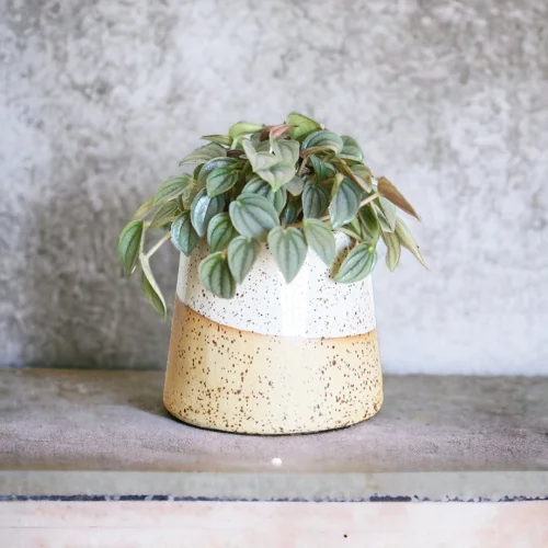 Plant in da House - Stoneware Seramik Saksı-32