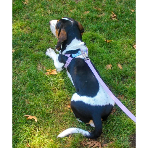 Tofico Pets - Waterproof Biothane Harness