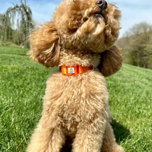 JesPawty - Patterned Collar