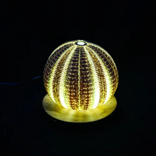 İndafelhayat - Sea Urchin Night Light