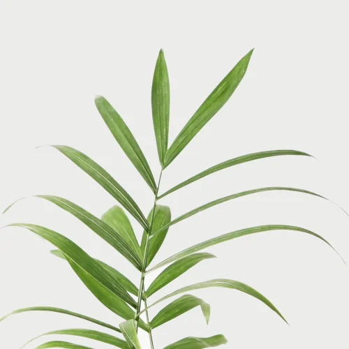 terakota - Dağ Palmiyesi - Saksılı Canlı Bitki