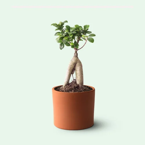 terakota - Ficus Ginseng Bonsai - - Saksılı Canlı Bitki