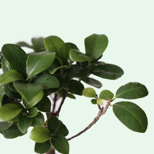 terakota - Ficus Ginseng Bonsai - - Saksılı Canlı Bitki