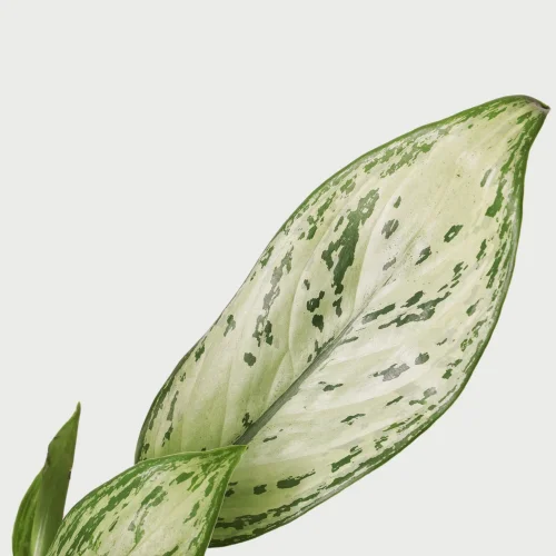 terakota - Aglaonema Silver King - Saksılı Canlı Bitki