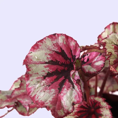 terakota - Rex Begonia - Saksılı Canlı Bitki