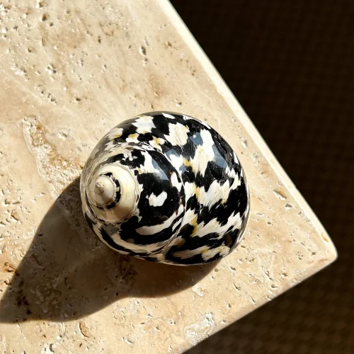Fin All Design - Natural Seashell Decorative Object No.12