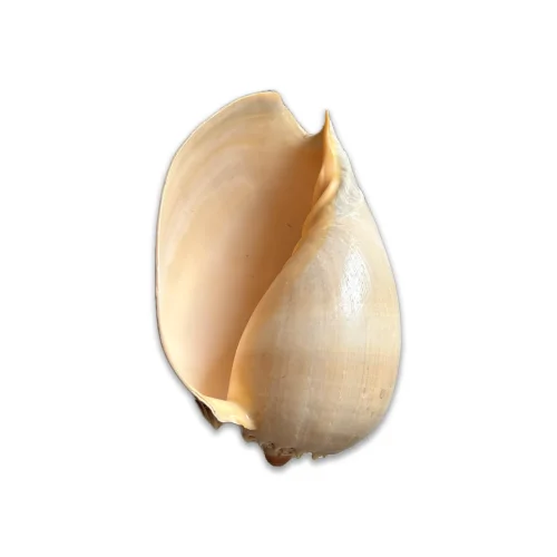 Fin All Design - Natural Seashell Decorative Object No.11