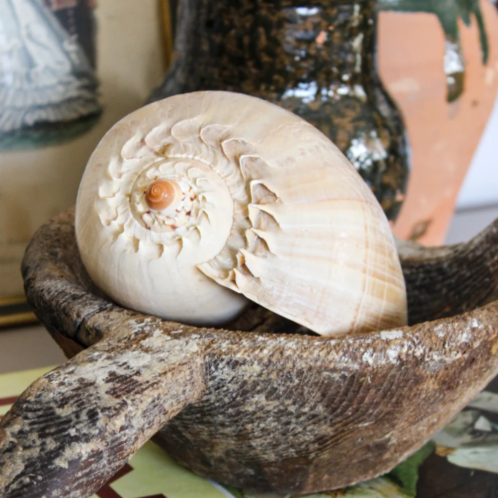 Fin All Design - Natural Seashell Decorative Object No.11