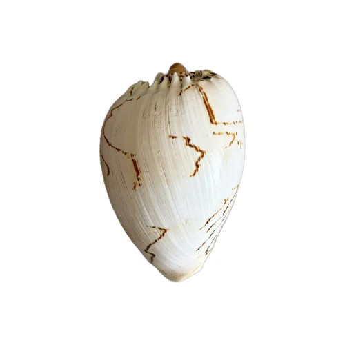 Fin All Design - Natural Seashell Decorative Object No.11