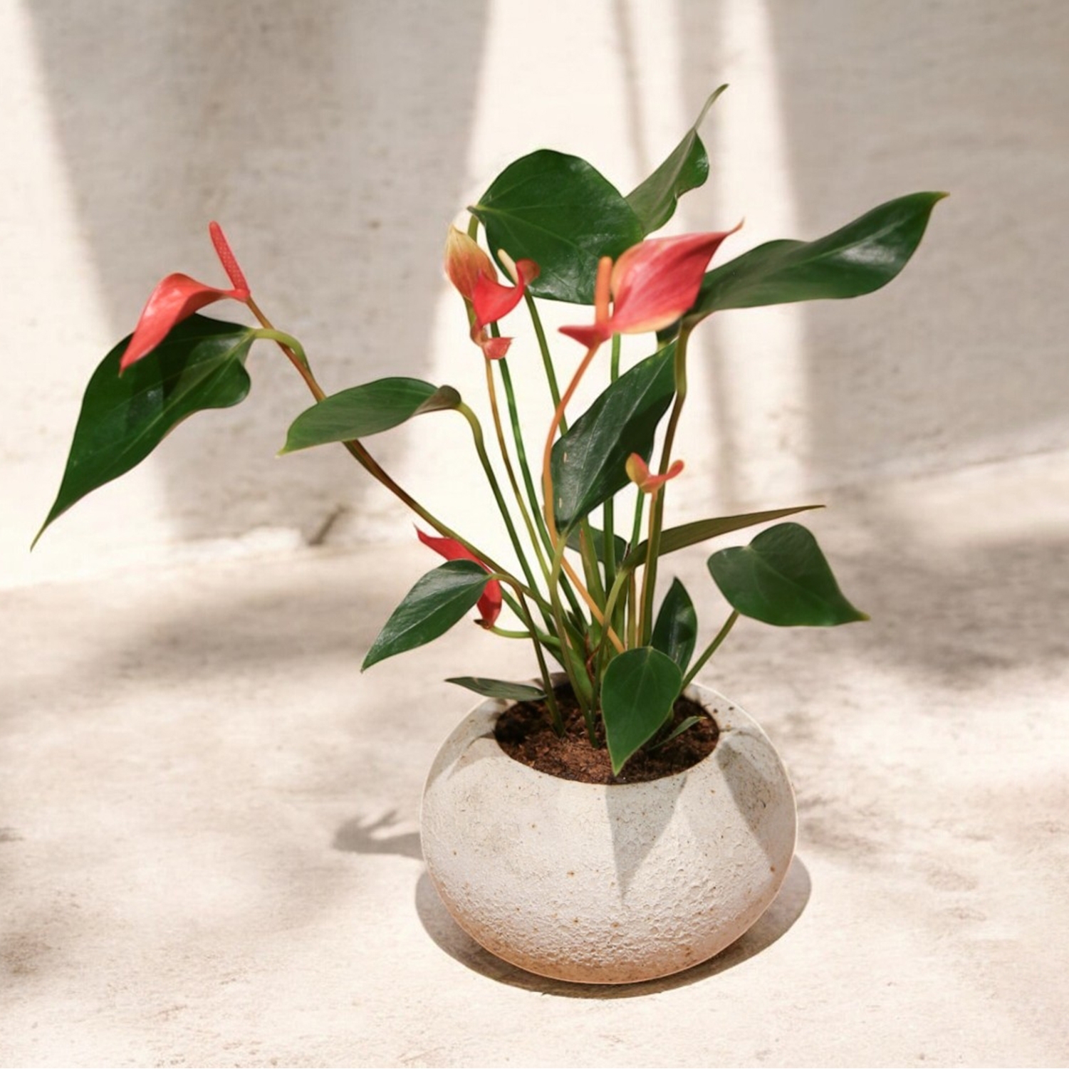 Anthurium Red Flamingo In Stoneware Ceramic Flower Pot