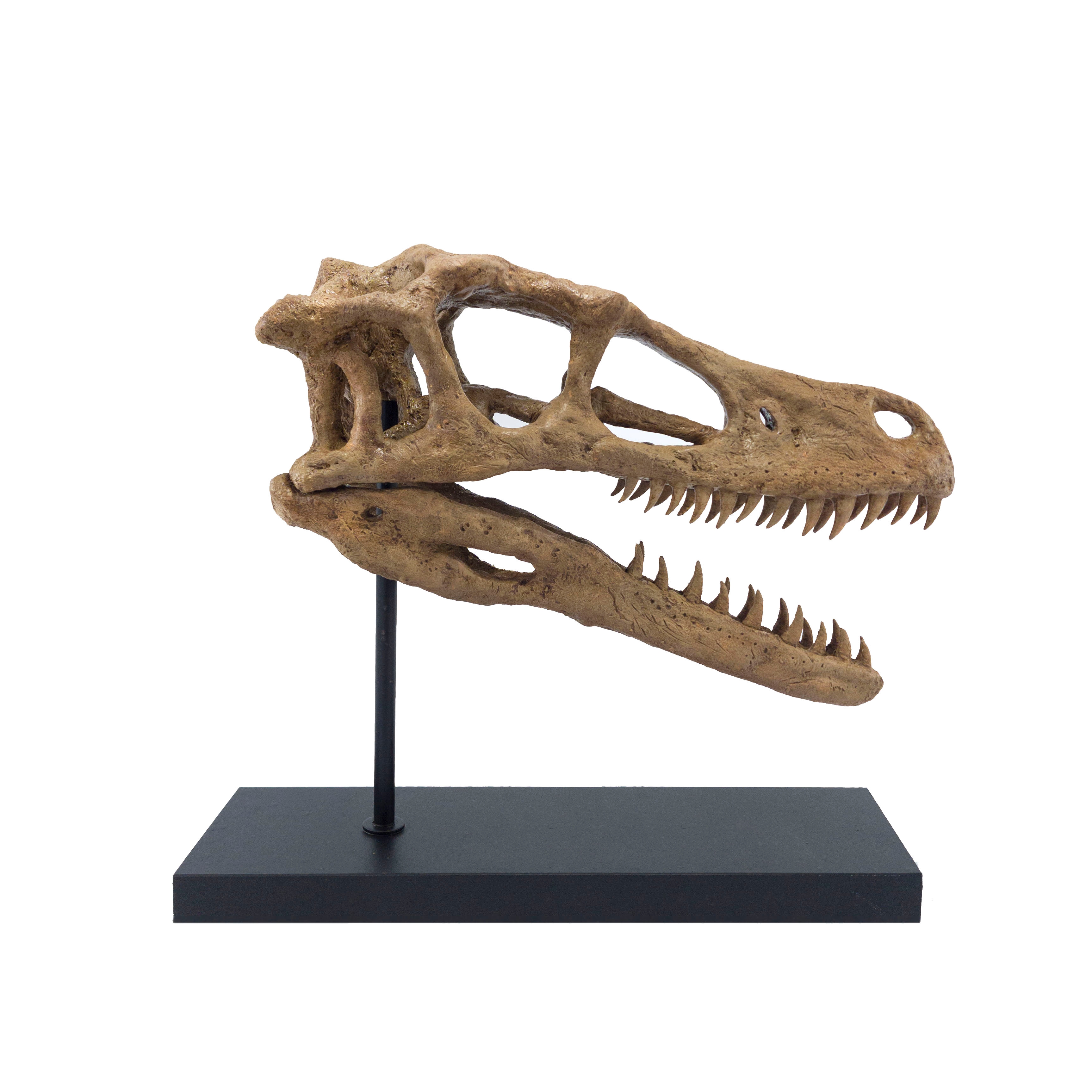 Velociraptor Dinosaur Skull No.2