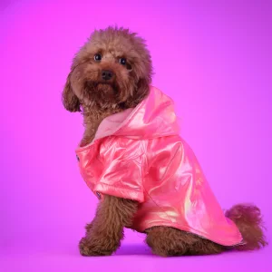 Köpek Mont