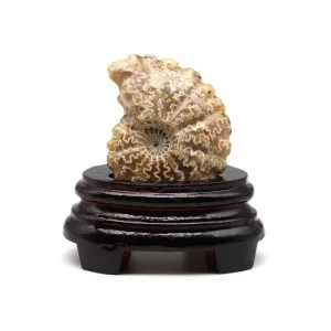 Ammonit Fosil Standlı Doğal Taş Parça  Dekoratif Koleksiyon Fosili