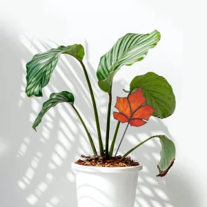 Orange Stained Glass Maple Leaf