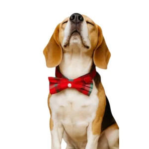 Havcouture Chrismas Neck/limited Edition