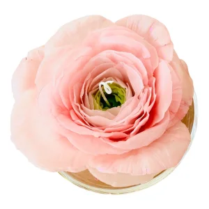 Layers Of Love: Peony Beeswax Candle