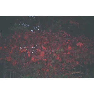 Red Leaves