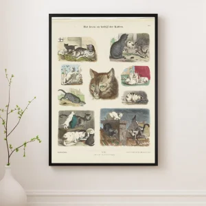 Anonymous - The Life And Business Of Cats Fine Art Print