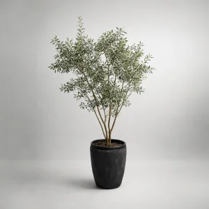Olive Tree