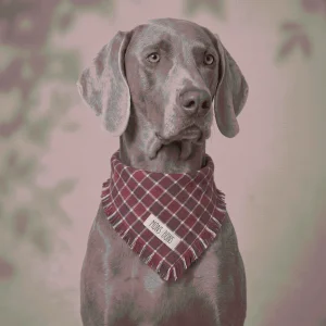Aero Red Pet Bandana