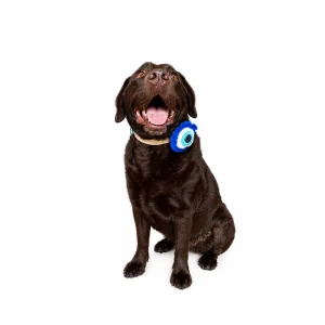 Nazar Charm Köpek Örgü Aksesuarı