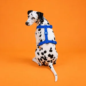 Oceanpop H-type Adjustable Dog Harness