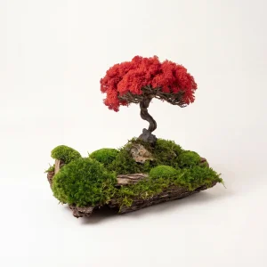 Akari Kırmızı Yosun Bonsai Dekoru - 1