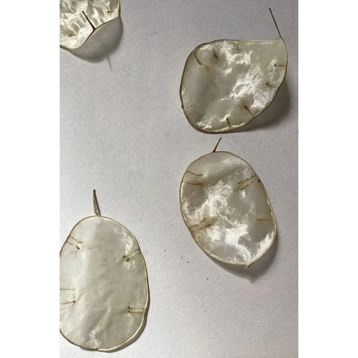 Sedef Çiçeği Lunaria Dekoratif Çelenk - 6