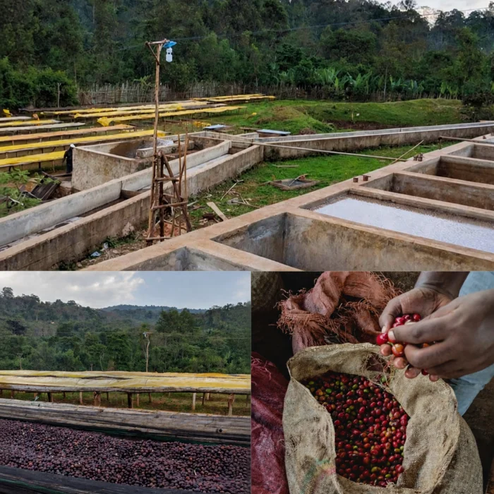 Koke Ethiopia Yirgacheffe Honey Coffee Beans - 3