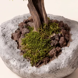 Arbor Stone El Yapımı Beton Saksı Bonsai Dekoratif Obje - 5
