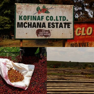 Mchana Estate Kenya Kiambu Natural Coffee Beans - 3