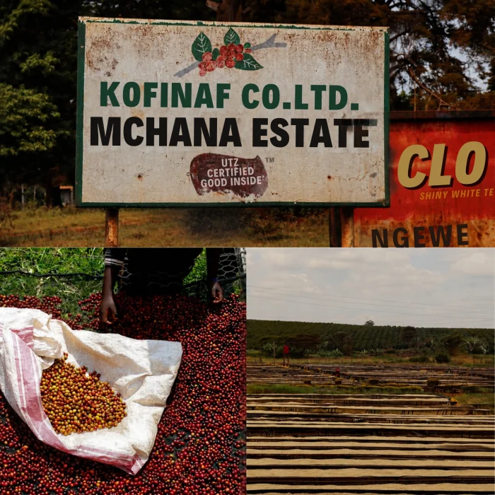 Mchana Estate Kenya Kiambu Natural Coffee Beans - 3