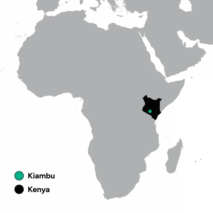 Mchana Estate Kenya Kiambu Natural Coffee Beans - 6