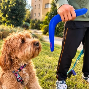 Aerodynamic Dog Boomerang Toy - 4