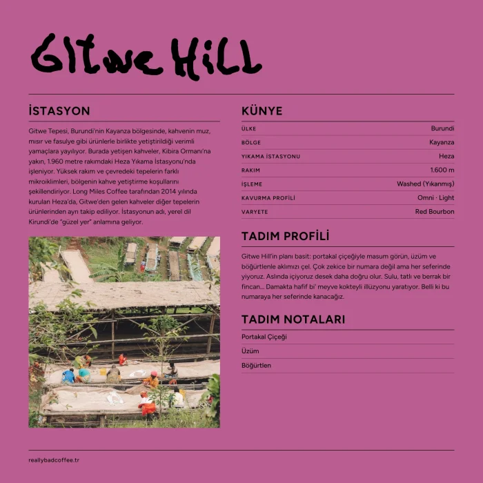 Gitwe Hill Burundi Kayanza Washed Coffee Beans - 3