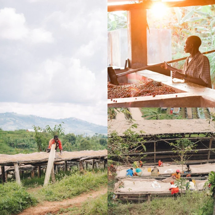 Gitwe Hill Burundi Kayanza Washed Coffee Beans - 2